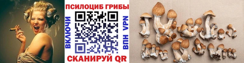 Псилоцибиновые грибы Cubensis  где продают наркотики  Черноголовка 